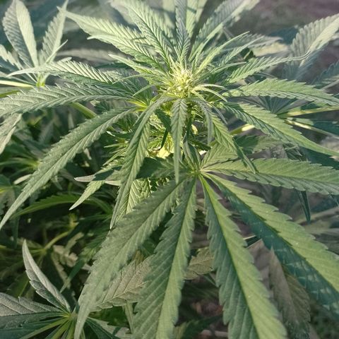 Critical Kush growlog timeline photo
