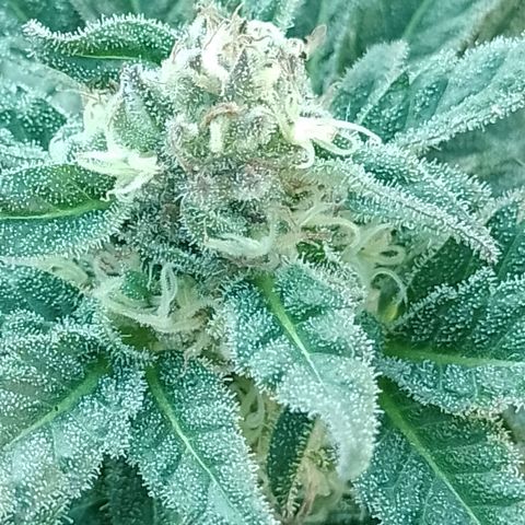 Critical Kush growlog timeline photo