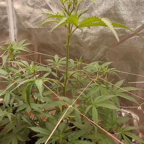 (BF)Moby Dick Auto growlog photo: Flowering day 0 (38days)
Foliar daily