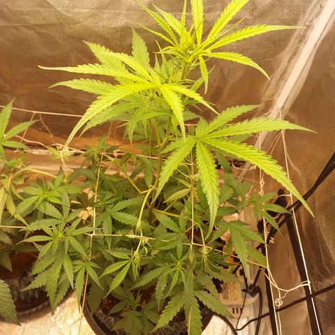 (BF)Moby Dick Auto growlog photo: Days39 (flowering day1) 
Defoliated fans leafs
Adding some red light and Uv
and more co2 bag
Extra nutrient ca mg 
Ec 2.5