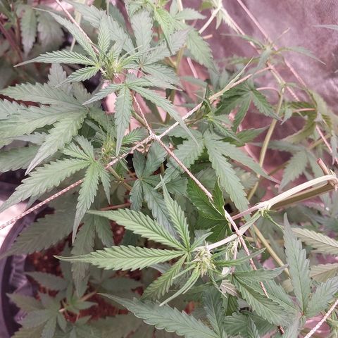 (BF)Moby Dick Auto growlog photo: Days39 (flowering day1) 
Defoliated fans leafs
Adding some red light and Uv
and more co2 bag
Extra nutrient ca mg 
Ec 2.5