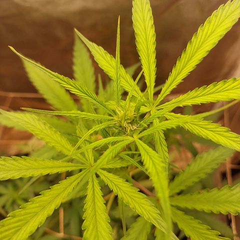 (BF)Moby Dick Auto growlog photo: Days39 (flowering day1) 
Defoliated fans leafs
Adding some red light and Uv
and more co2 bag
Extra nutrient ca mg 
Ec 2.5