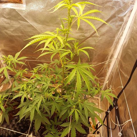 (BF)Moby Dick Auto growlog photo: Ec2.6
Ph6.3
Try to Bending lower stem to the surface
