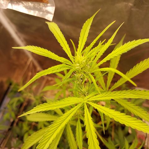 (BF)Moby Dick Auto growlog timeline photo