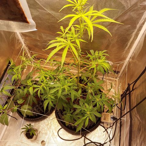 (BF)Moby Dick Auto growlog timeline photo