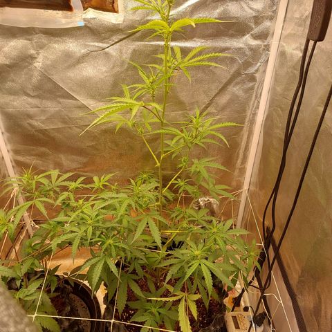 (BF)Moby Dick Auto growlog timeline photo