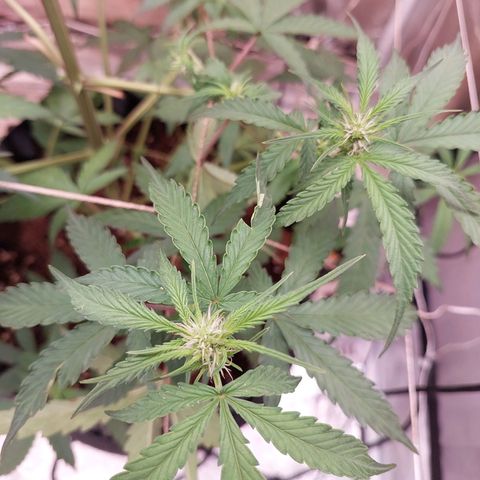(BF)Moby Dick Auto growlog timeline photo