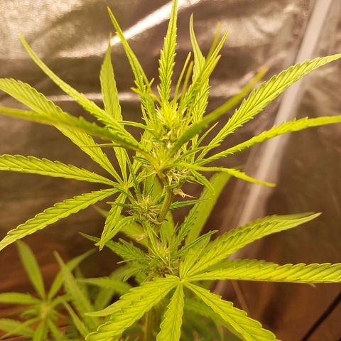 (BF)Moby Dick Auto growlog timeline photo