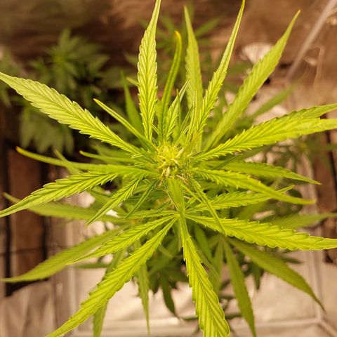 (BF)Moby Dick Auto growlog photo: move my tent into my room