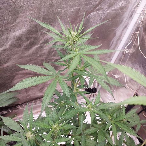 (BF)Moby Dick Auto growlog photo: move my tent into my room