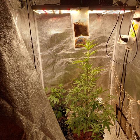 (BF)Moby Dick Auto growlog photo: move my tent into my room