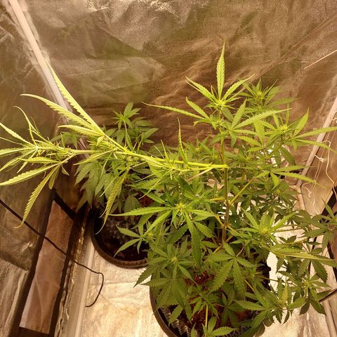 (BF)Moby Dick Auto growlog timeline photo