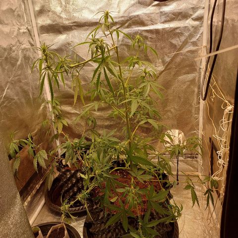 (BF)Moby Dick Auto growlog photo: Lst