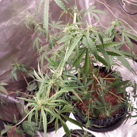 (BF)Moby Dick Auto growlog photo: Lst