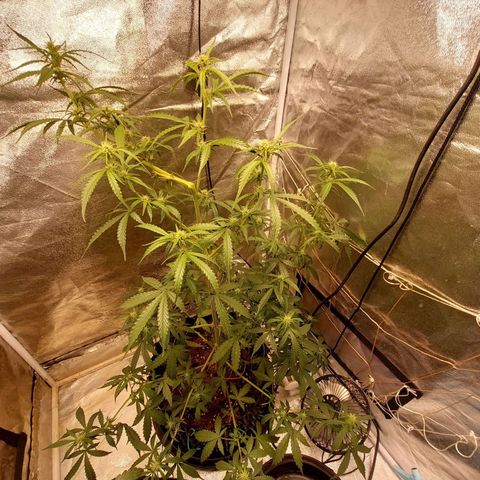 (BF)Moby Dick Auto growlog photo: Ec 3.4 took lst off wait for recovering and scrog her 