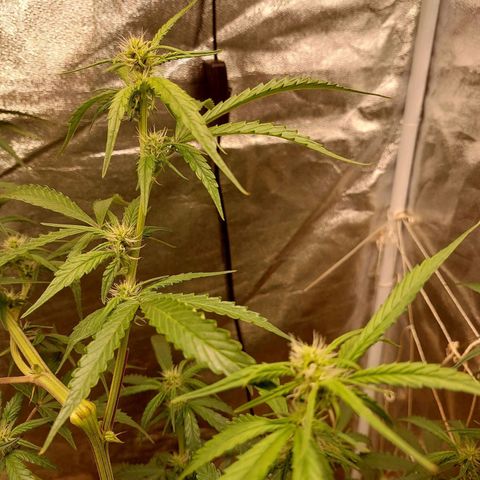 (BF)Moby Dick Auto growlog photo: Ec 3.4 took lst off wait for recovering and scrog her 