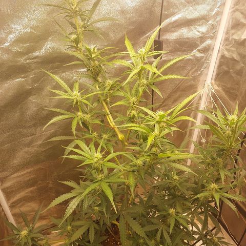(BF)Moby Dick Auto growlog timeline photo