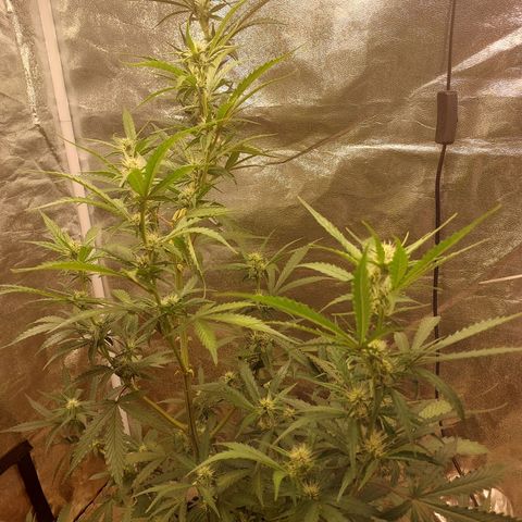 (BF)Moby Dick Auto growlog timeline photo
