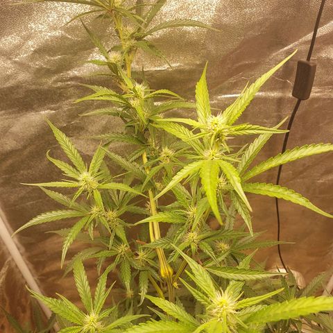 (BF)Moby Dick Auto growlog timeline photo