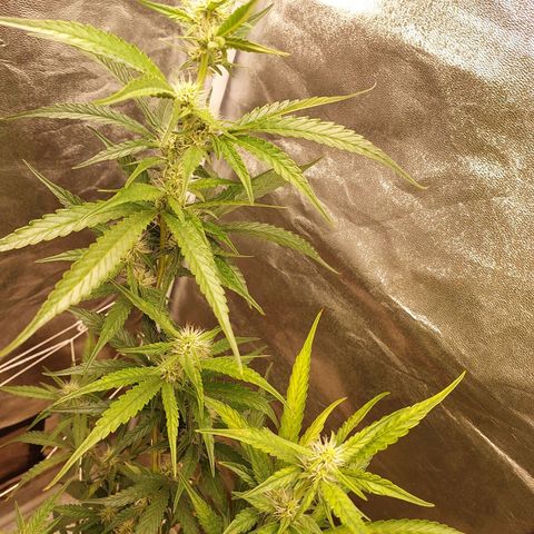 (BF)Moby Dick Auto growlog timeline photo