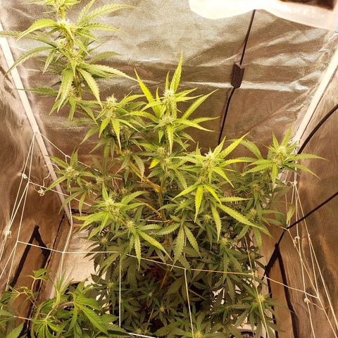 (BF)Moby Dick Auto growlog timeline photo