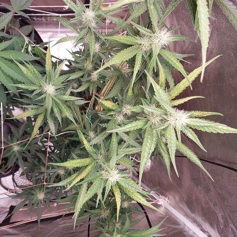 (BF)Moby Dick Auto growlog timeline photo