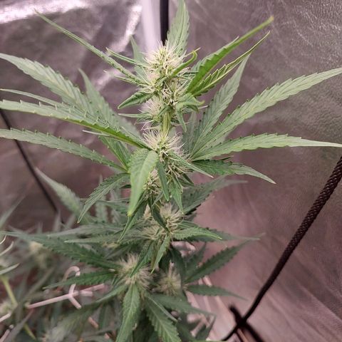 (BF)Moby Dick Auto growlog timeline photo