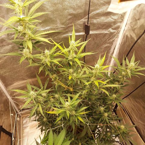 (BF)Moby Dick Auto growlog photo: 14days of flowering