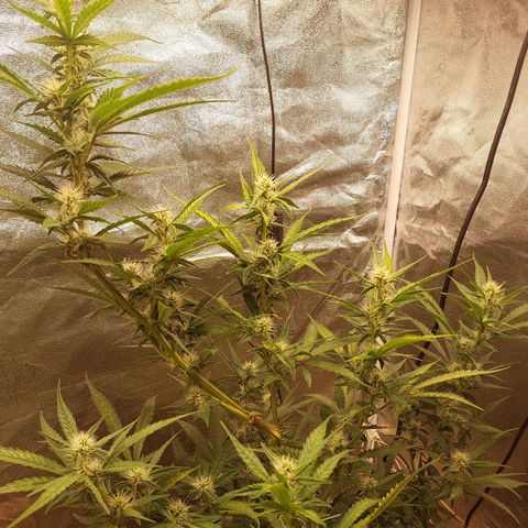 (BF)Moby Dick Auto growlog timeline photo