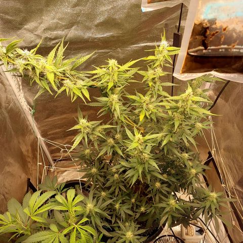 (BF)Moby Dick Auto growlog timeline photo