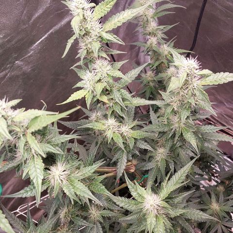 (BF)Moby Dick Auto growlog photo: 20days