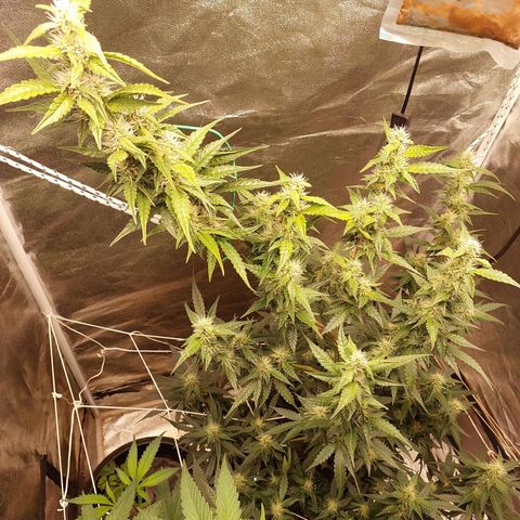 (BF)Moby Dick Auto growlog photo: 20days