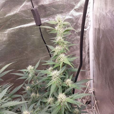 (BF)Moby Dick Auto growlog photo: 20days