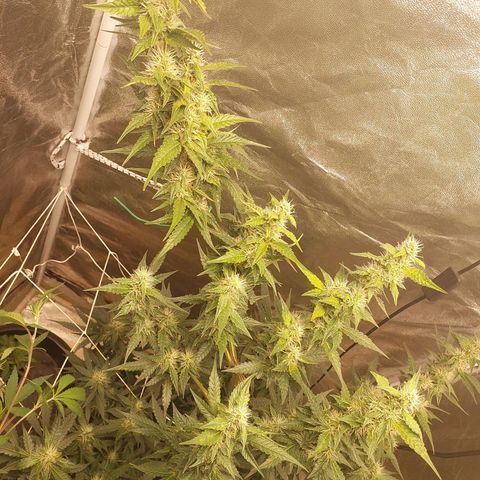 (BF)Moby Dick Auto growlog timeline photo