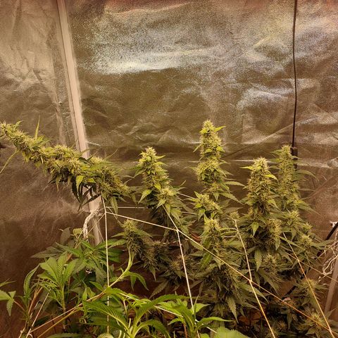 (BF)Moby Dick Auto growlog timeline photo
