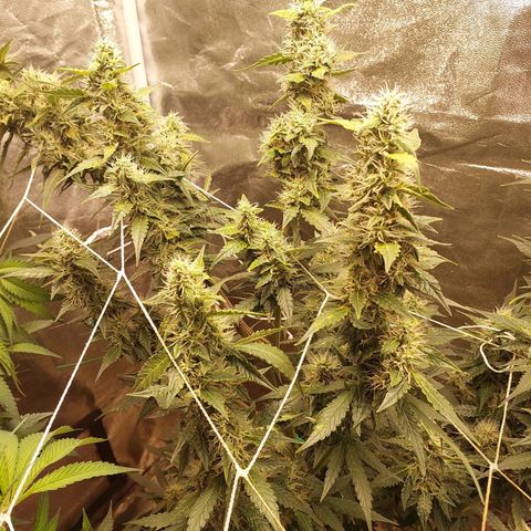 (BF)Moby Dick Auto growlog timeline photo