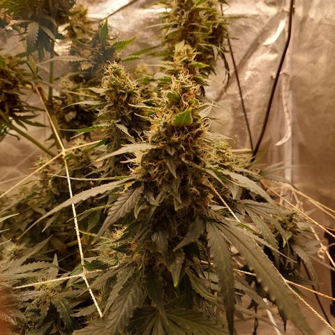 (BF)Moby Dick Auto growlog timeline photo