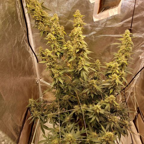 (BF)Moby Dick Auto growlog timeline photo