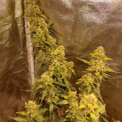 (BF)Moby Dick Auto growlog timeline photo