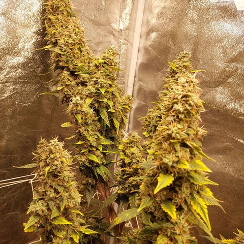 (BF)Moby Dick Auto growlog timeline photo