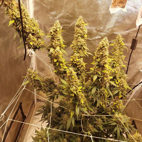 (BF)Moby Dick Auto growlog timeline photo