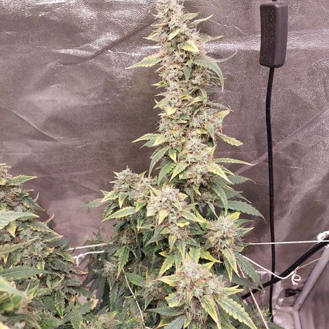 (BF)Moby Dick Auto growlog timeline photo