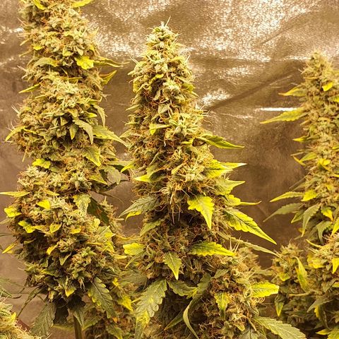 (BF)Moby Dick Auto growlog timeline photo