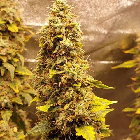 (BF)Moby Dick Auto growlog timeline photo