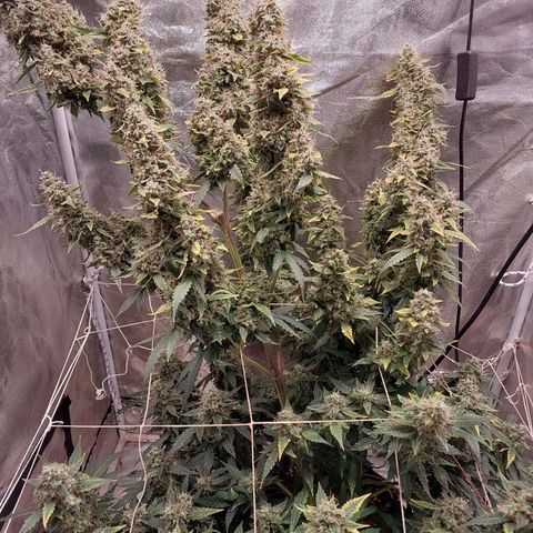 (BF)Moby Dick Auto growlog timeline photo