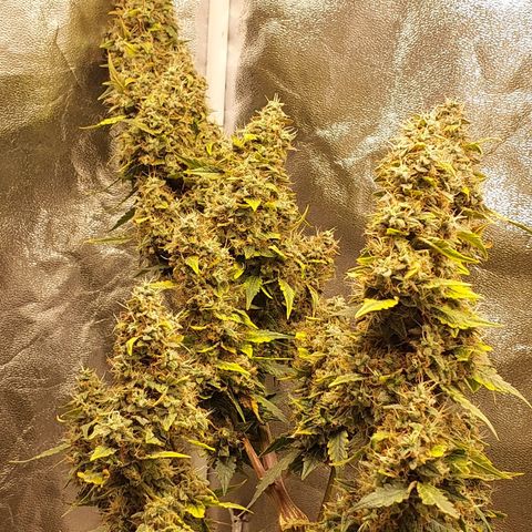 (BF)Moby Dick Auto growlog timeline photo