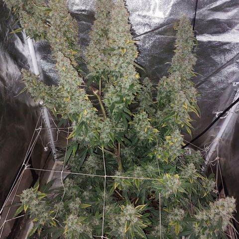 (BF)Moby Dick Auto growlog timeline photo