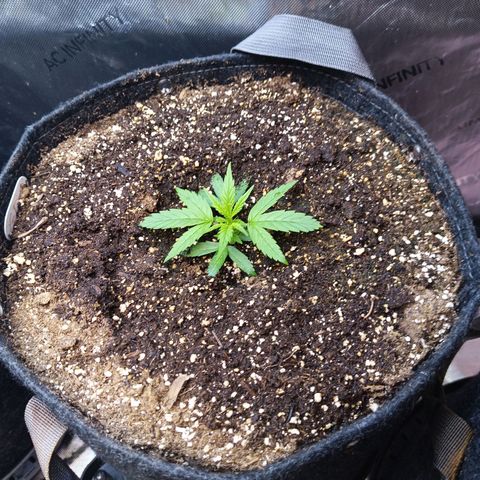 GDP ILGM orderX  growlog timeline photo