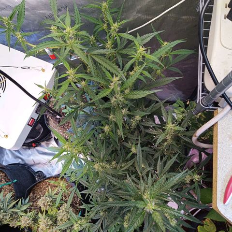 GDP ILGM orderX  growlog timeline photo