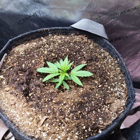 GDP ILGM orderX  growlog timeline photo